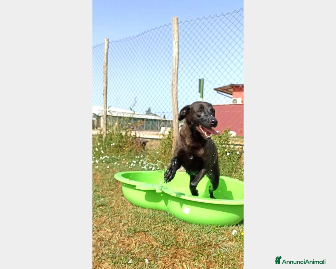 Meticcio cani in regalo: Alma dolcissima simil labrador nera Cane Femmina a Latina - Annuncio 5