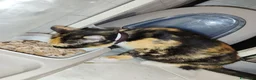 Meticcio gatti in regalo: Regalo Gattini a Città Metropolitana di Napoli - Annuncio 9