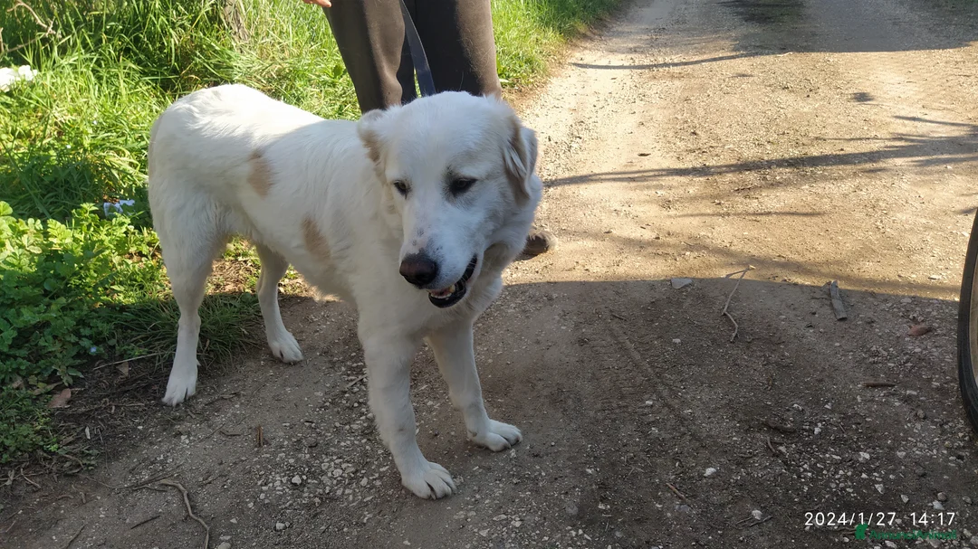 Pastore Maremmano cani in regalo: Meravigliosa Delia a Provincia di Viterbo - Annuncio 5