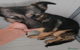 Meticcio cani in regalo: Clotilde: cucciolotta taglia piccola timida dolce  - Annuncio 9