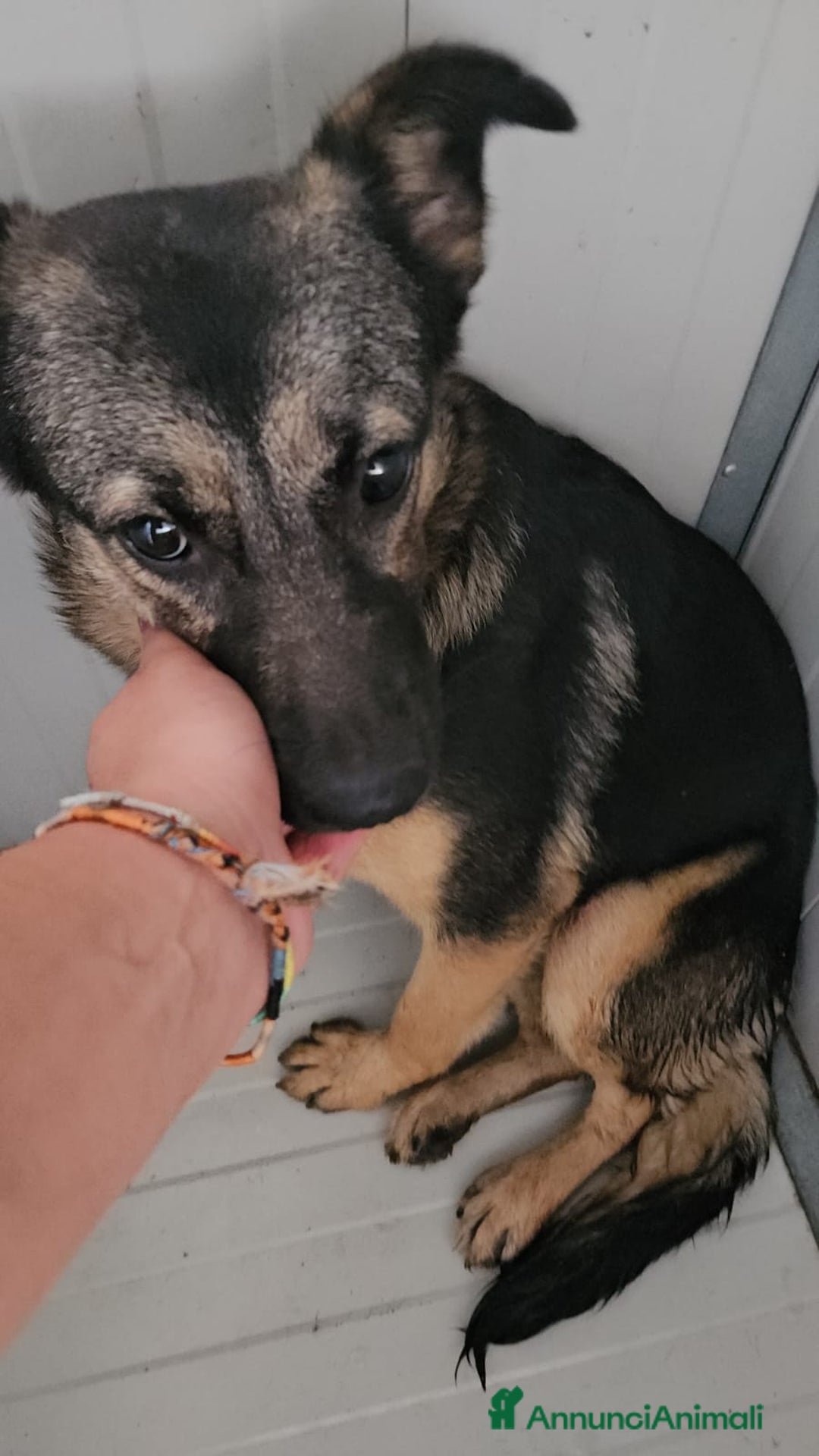 Meticcio cani in regalo: Clotilde: cucciolotta taglia piccola timida dolce  - Annuncio 9