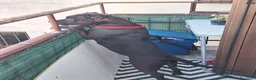 Meticcio cani in regalo: Regalo  a Provincia di Brescia - Annuncio 4