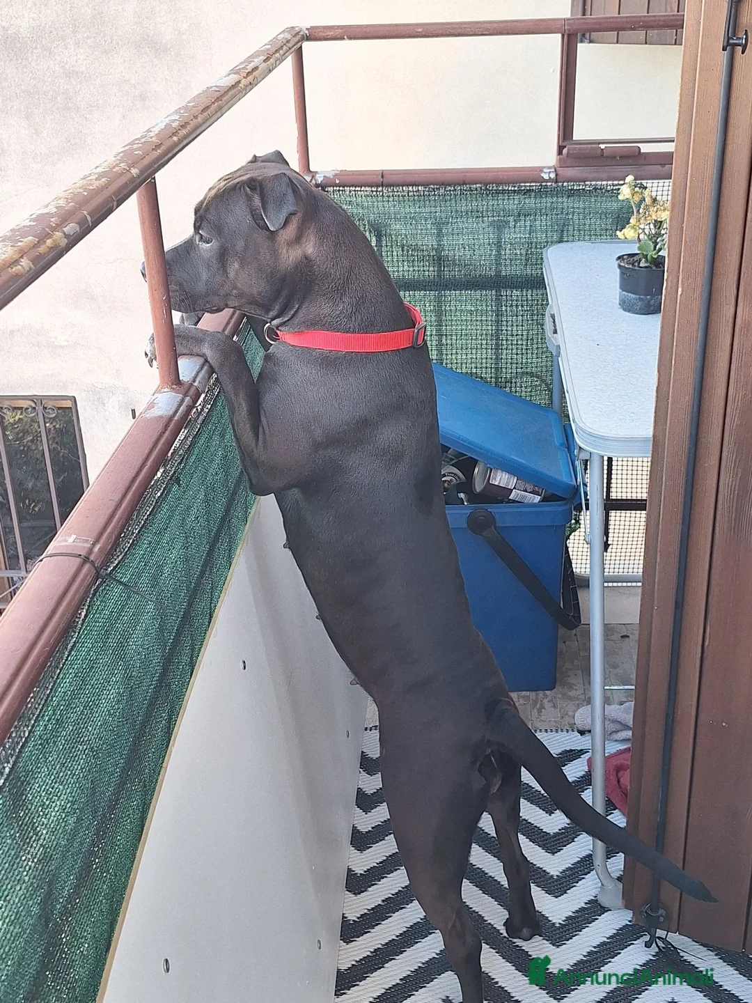 Meticcio cani in regalo: Regalo  a Provincia di Brescia - Annuncio 4