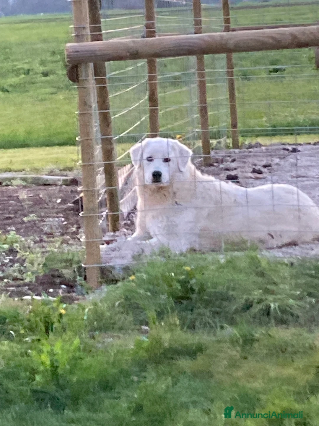 Meticcio cani in regalo: 2 Bellissime femmine  a Provincia di Vicenza - Annuncio 3