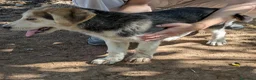 Meticcio cani in regalo: Cuccioli meticci cercano casa - Annuncio 7