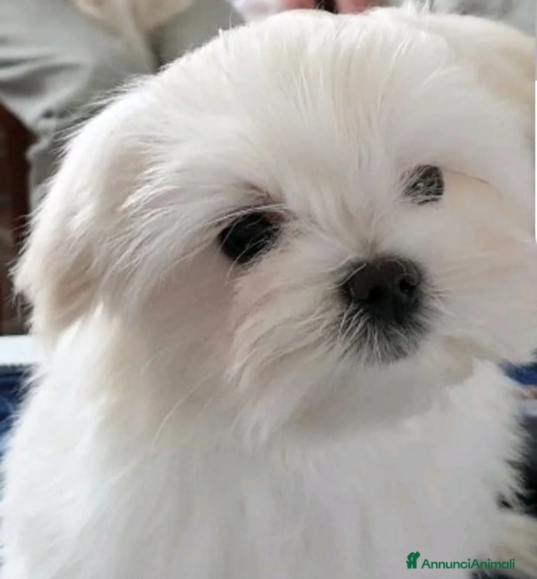 Immagine della galleria {{count}}