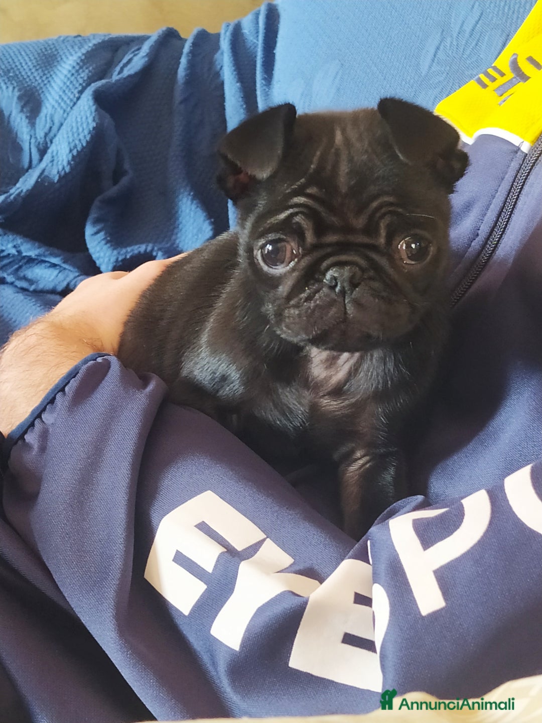 Carlino cani in vendita: Cuccioli di carlino nero  - Annuncio 6