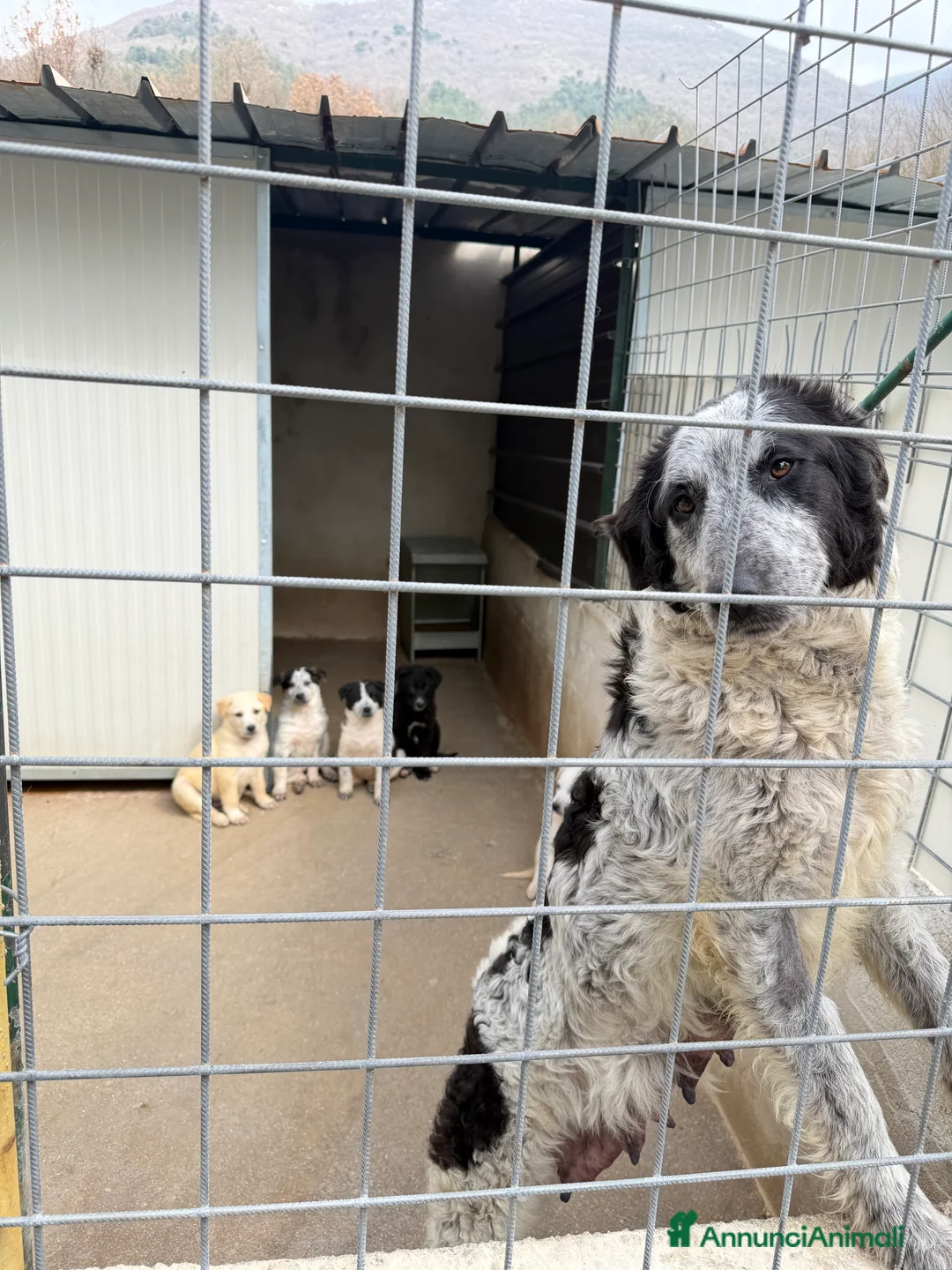 Meticcio cani in regalo: Maya femmina  a Provincia di Brescia - Annuncio 2