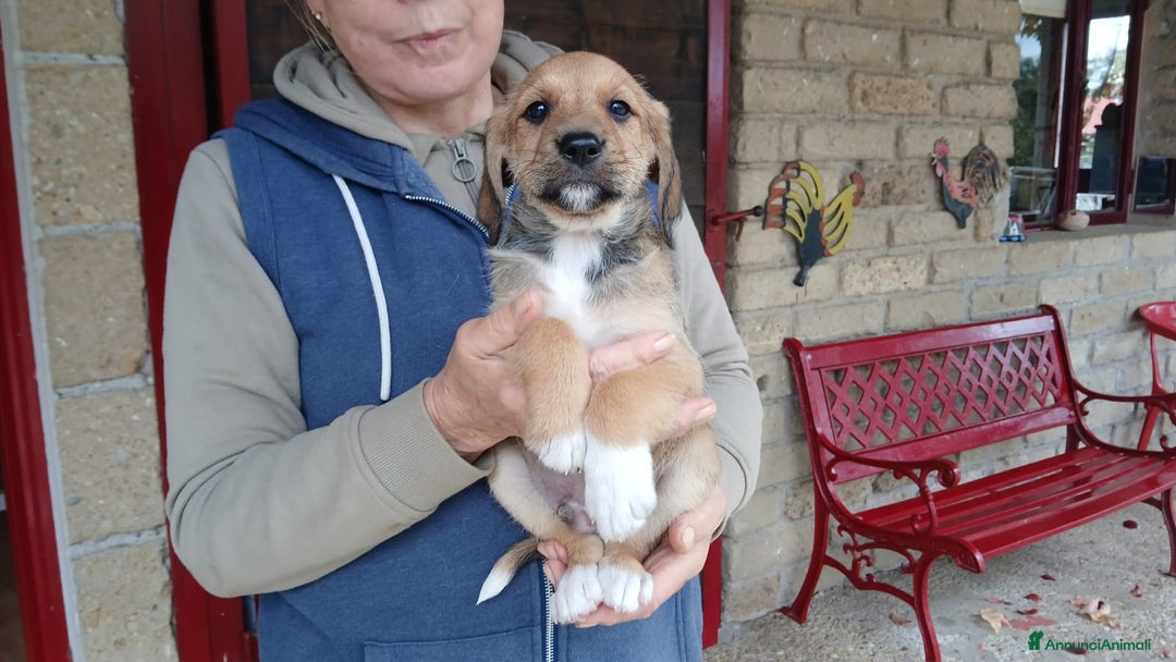 Meticcio cani in regalo: ALADINO HA BISOGNO DI UNA CASA E TANTO AMORE - Annuncio 2