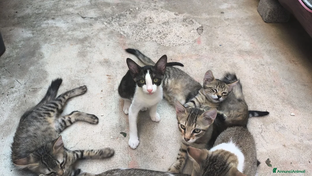Altre razze gatti in regalo: Gatti cresciuti in casa a Città metropolitana di Messina - Annuncio 2
