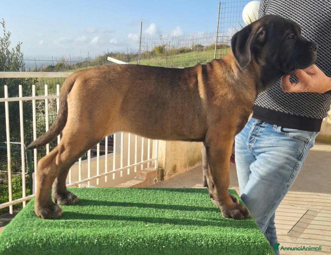 Cane Corso cani in vendita: Cucciole Cane Corso Pedigree - Annuncio 10