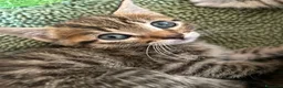 Meticcio gatti in regalo: Regalo gattini  a Provincia di Vibo Valentia - Annuncio 10