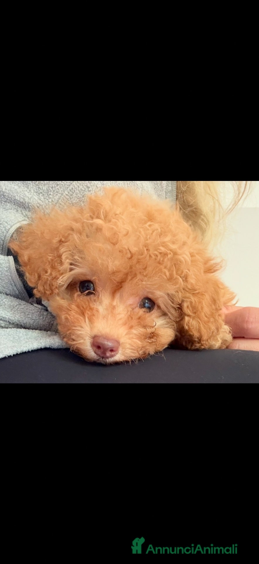 Barboncino cani Cuccioli di barboncino  - Annuncio 1