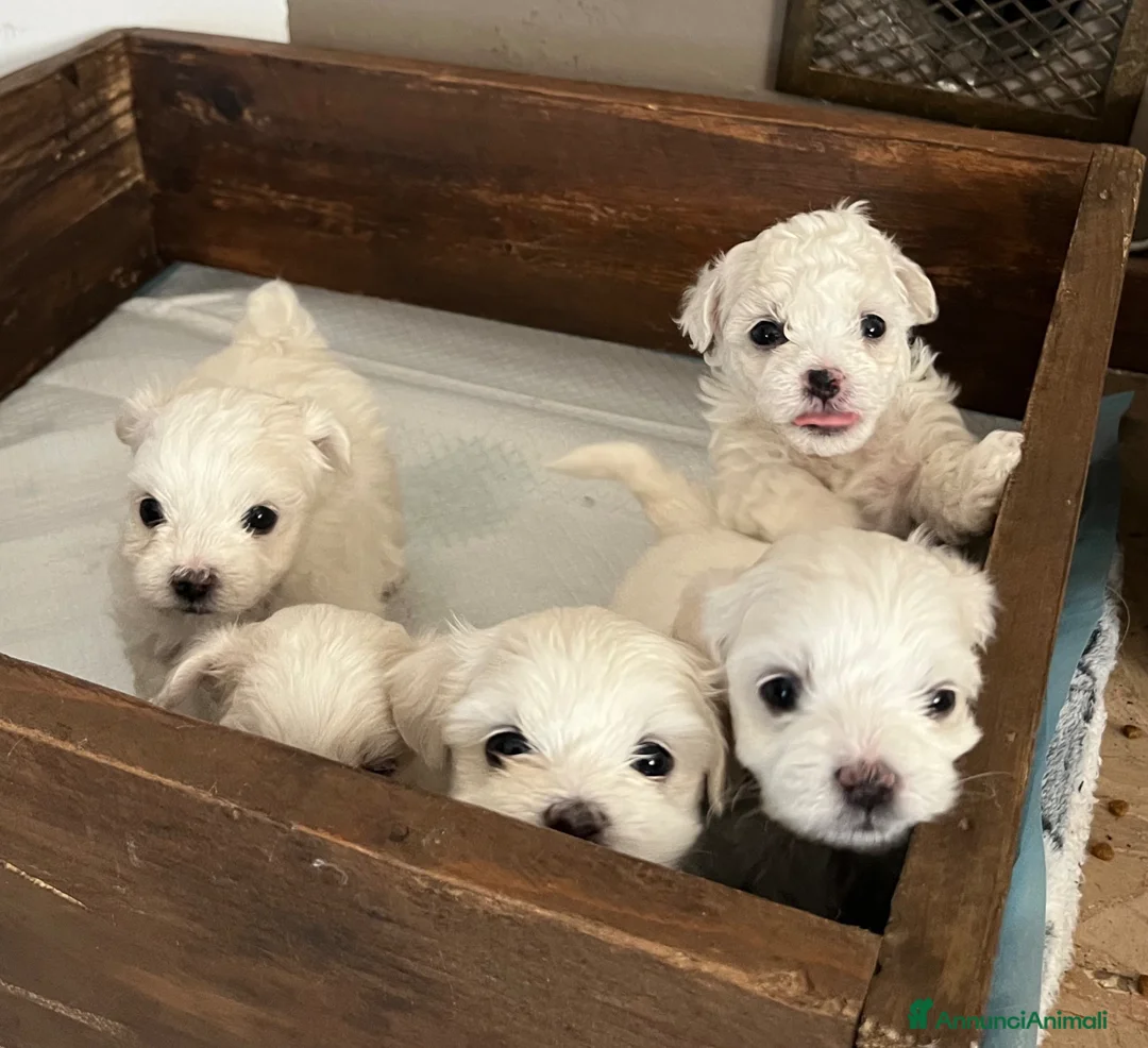 Maltese cani in vendita: Cuccioli Maltese toy - Annuncio 1