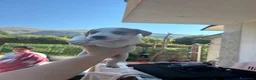 Jack Russell cani in vendita: Jack russell zampa corta a Città metropolitana di Palermo - Annuncio 8