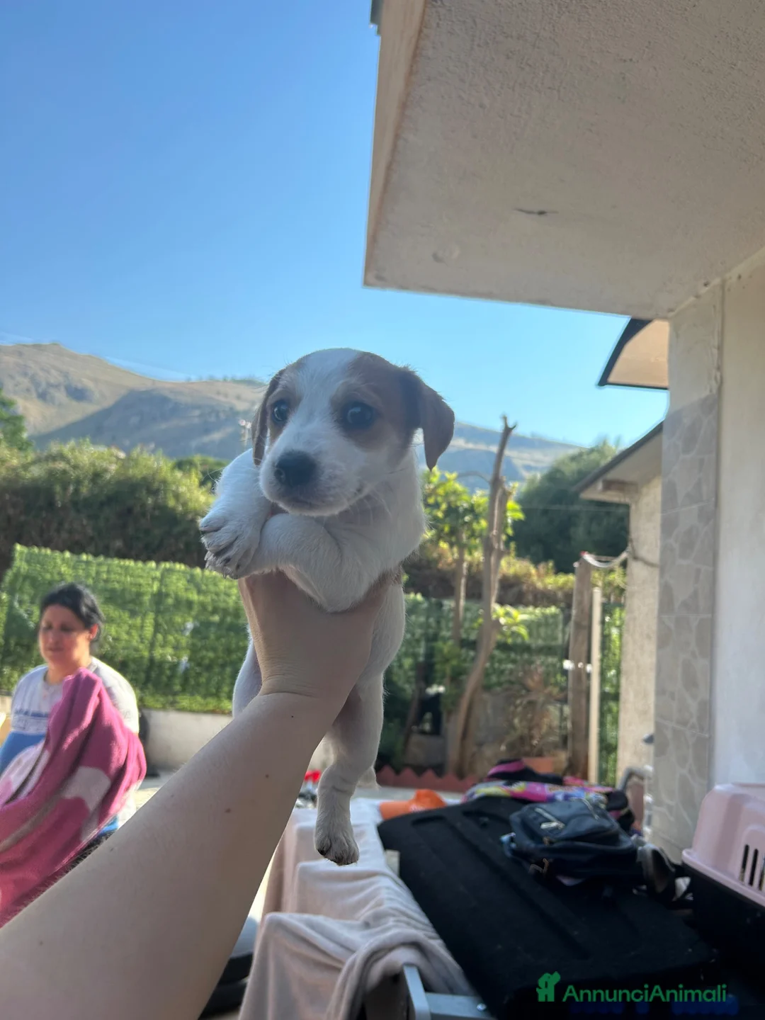 Jack Russell cani in vendita: Jack russell zampa corta a Città metropolitana di Palermo - Annuncio 8