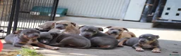 Pitbull cani in vendita: Cuccioli Pit Bull pronta consegna  - Annuncio 9