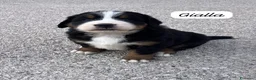 Bovaro del Bernese cani in vendita: Cuccioli del Bovaro del Bernese  - Annuncio 5