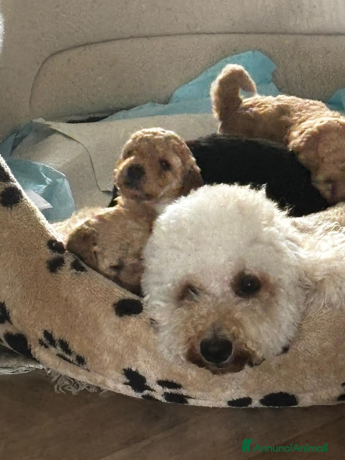 Meticcio cani Barboncino nano/medio  - Annuncio 4