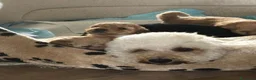 Meticcio cani in vendita: Barboncino nano/medio  - Annuncio 1