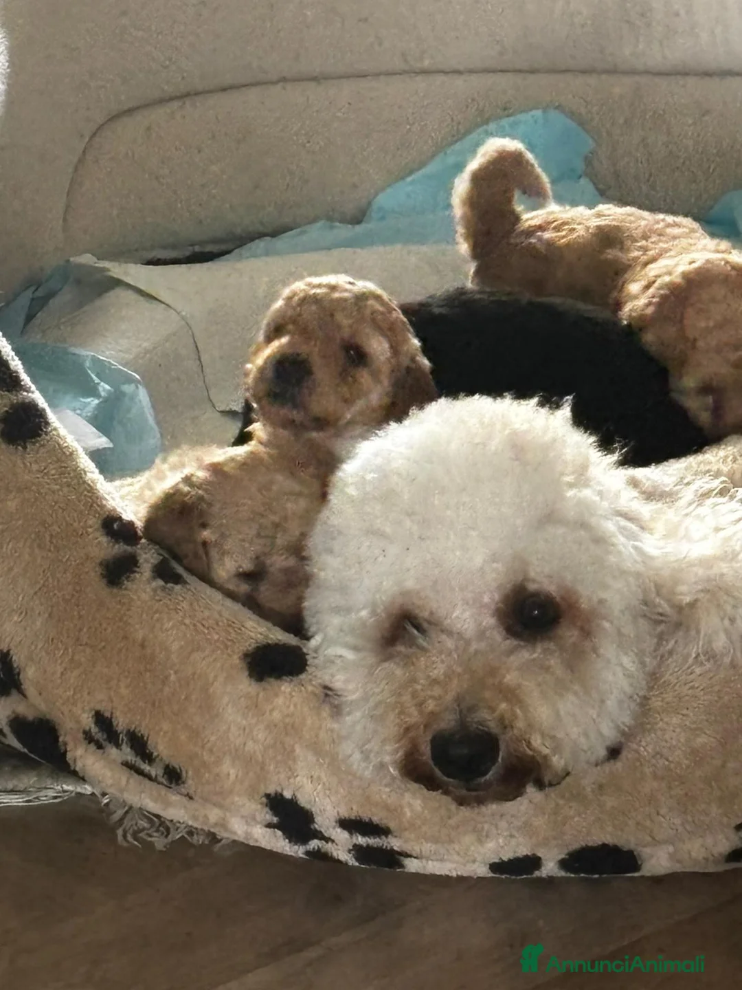 Meticcio cani in vendita: Barboncino nano/medio  - Annuncio 1