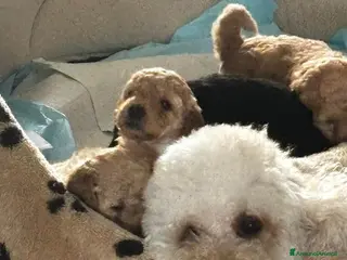 Meticcio cani Barboncino nano/medio - Annuncio 5