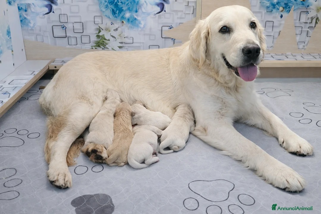 Golden Retriever cani in vendita: Cucciolindi Golden retriever - Annuncio 1