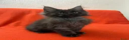 Maine Coon gatti in vendita: Maine Coon xxl alta genetica  a Provincia di Salerno - Annuncio 12