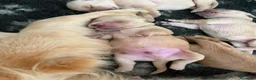 Golden Retriever cani in vendita: Golden Retriever  - Annuncio 11