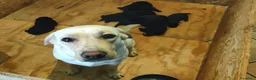 Labrador cani in vendita: Cuccioli neri di Labrador Retriever - Annuncio 1