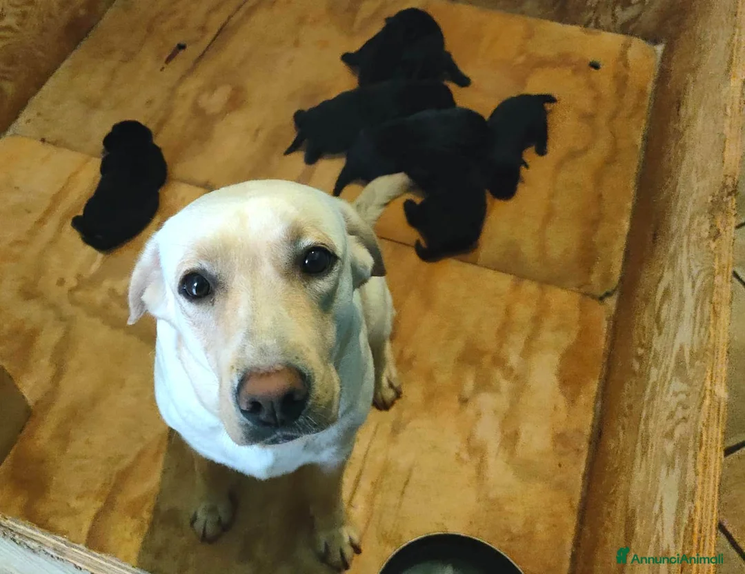 Labrador cani in vendita: Cuccioli neri di Labrador Retriever - Annuncio 1