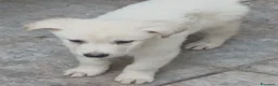 Meticcio cani in regalo: Cuccioli tenerissimi cercano casa - Annuncio 2