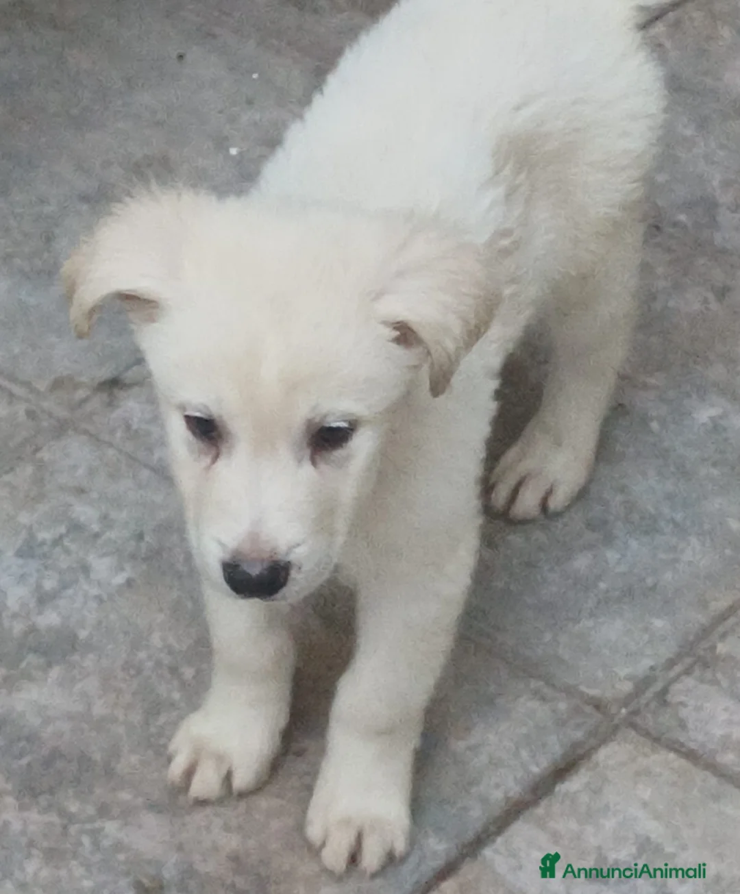 Meticcio cani in regalo: Cuccioli tenerissimi cercano casa - Annuncio 2