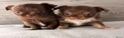 Chihuahua cani in vendita: Cuccioli di chihuahua con pedigree - Annuncio 4