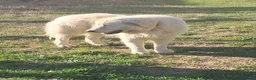 Pastore Abbruzzese Maremmano cani in vendita: cuccioli e cuccioloni di pastore Abruzzese Mar. - Annuncio 13