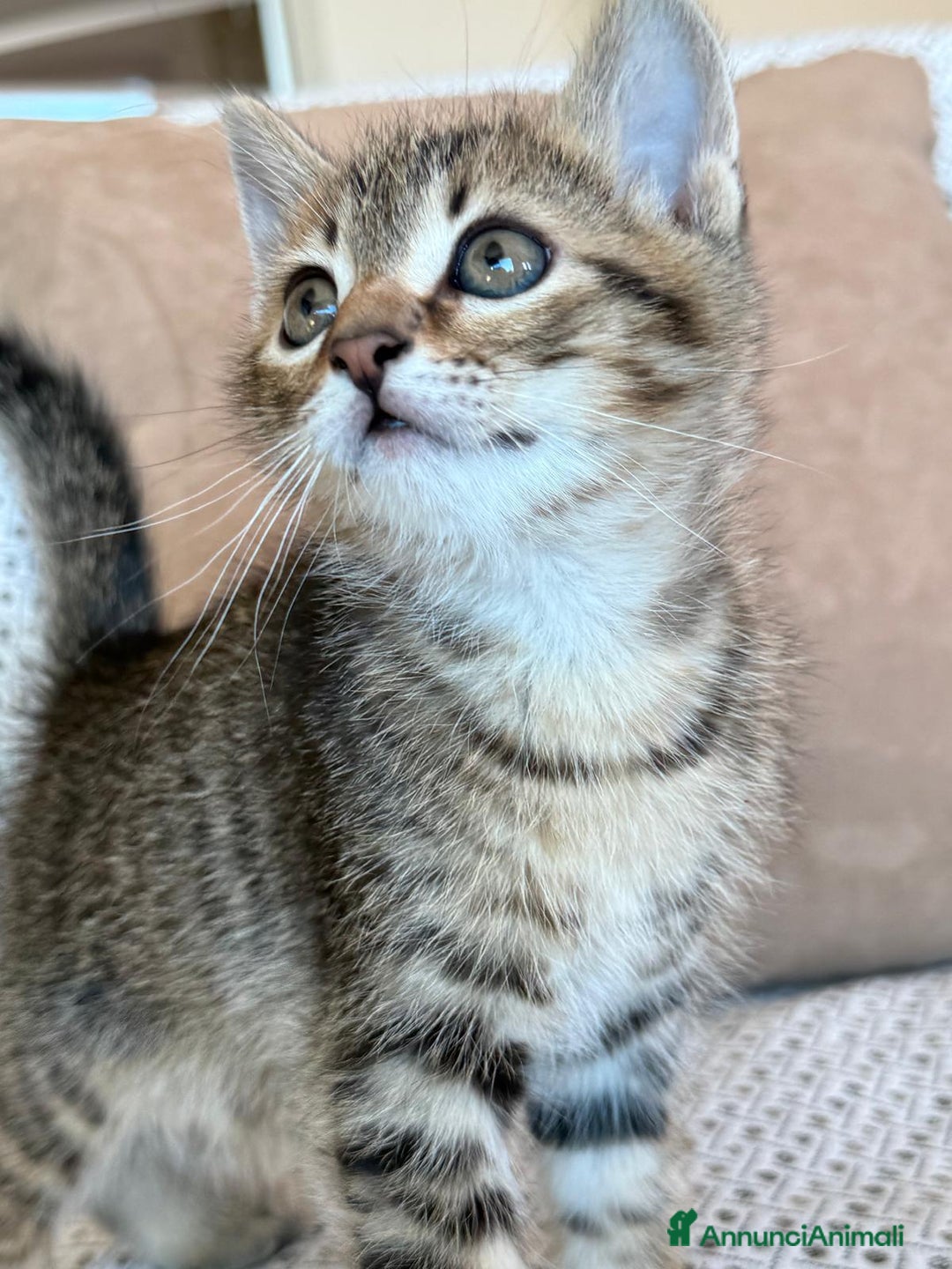 Altre razze gatti in regalo: GATTINI - Annuncio 14