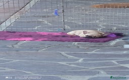 Bulldog Francese cani in vendita: CUCCIOLA DI BOULDOGUE FRANCESE  a Province of Pavia - Immagine 13