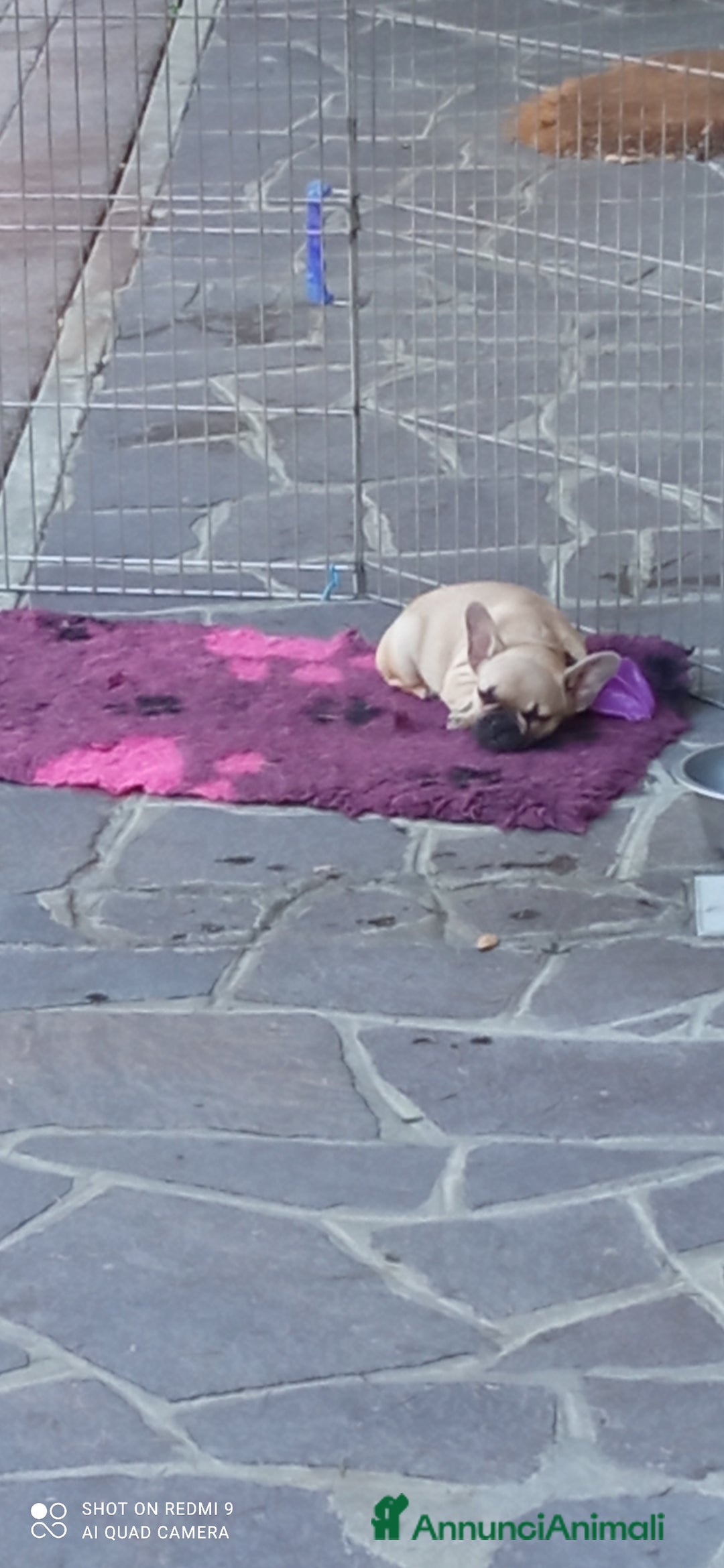 Bulldog Francese cani in vendita: CUCCIOLA DI BOULDOGUE FRANCESE  a Province of Pavia - Immagine 13