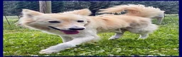Meticcio cani in regalo: LUCKY Cotone adora le persone dinamiche - Annuncio 5