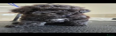 Meticcio 1