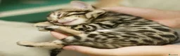 Bengala gatti in vendita: Cuccioli di Bengal o Bengala con Pedigree  - Annuncio 9