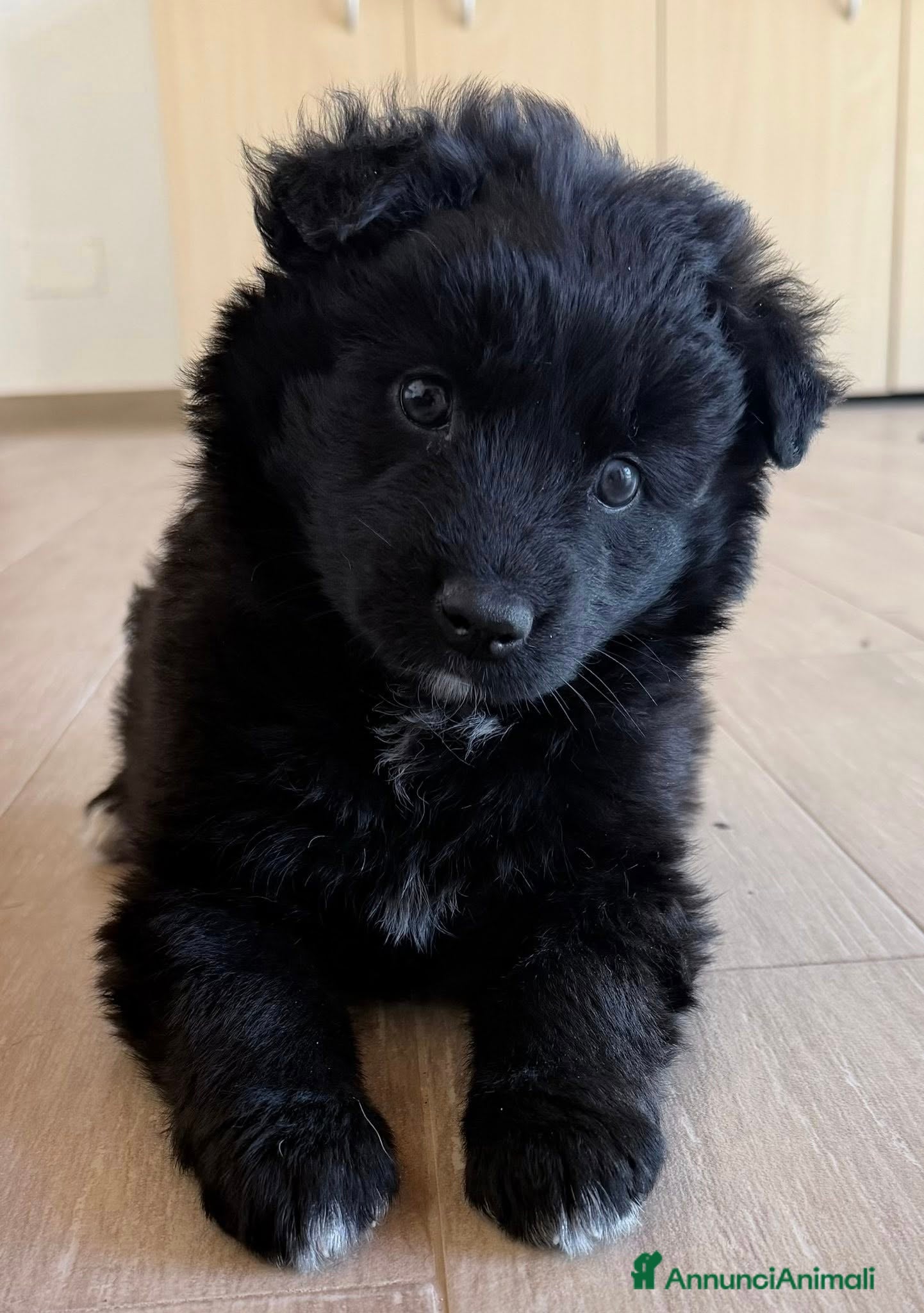 Meticcio cani Cuccioli futura tg media cercano casa - Annuncio 8