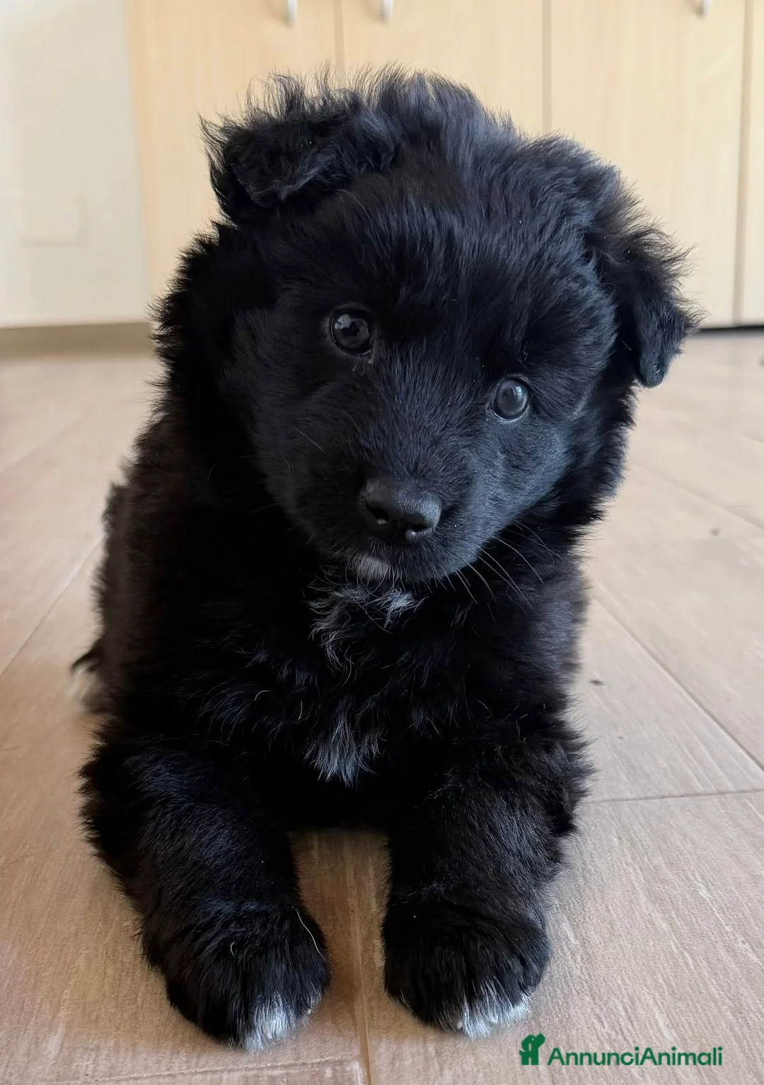 Meticcio cani in regalo: Cuccioli futura tg media cercano casa - Annuncio 1