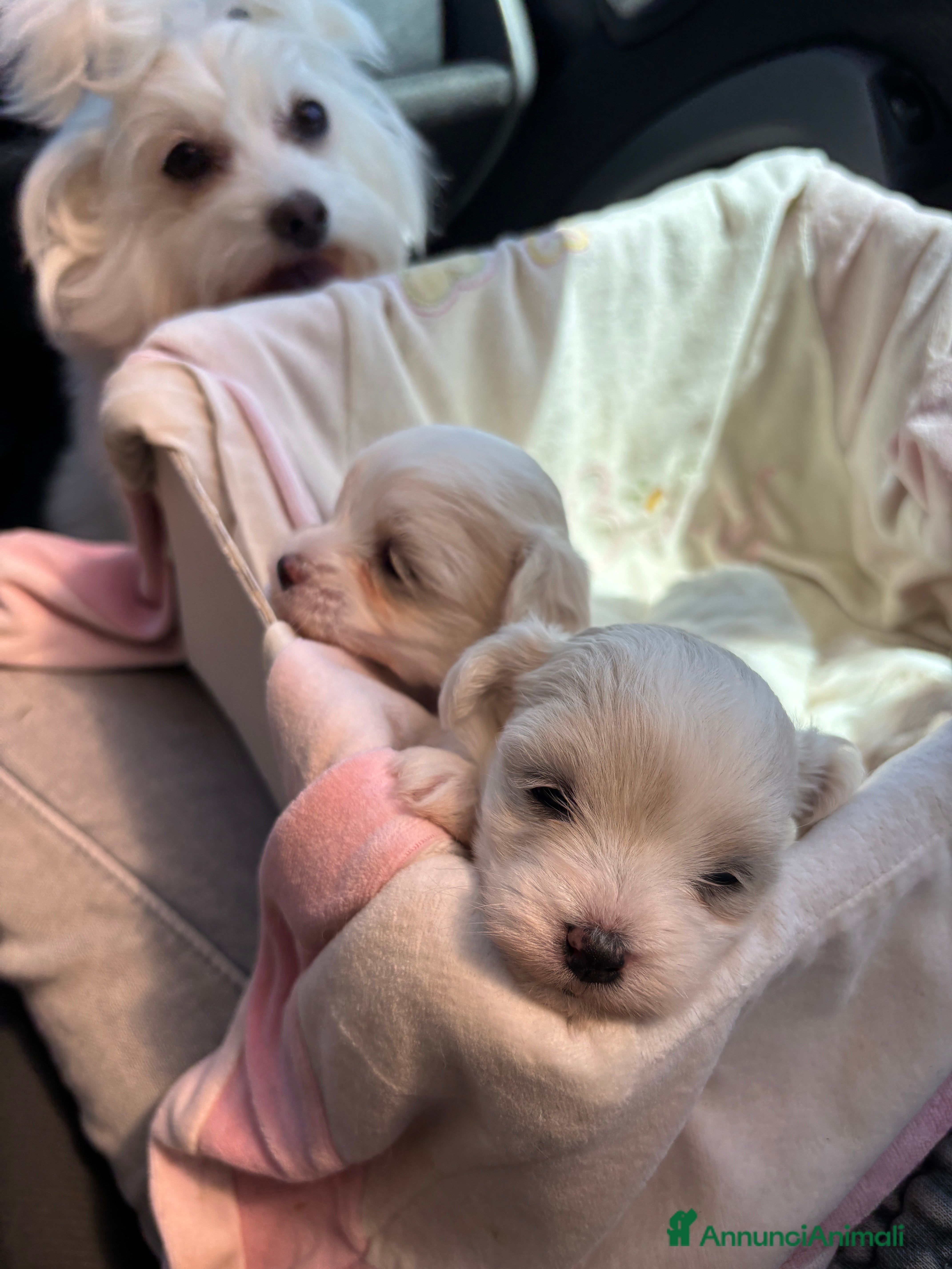 Maltese cani cuccioli di maltese  - Annuncio 11