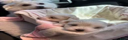 Maltese cani in vendita: cuccioli di maltese  a Città metropolitana di Roma Capitale - Annuncio 1