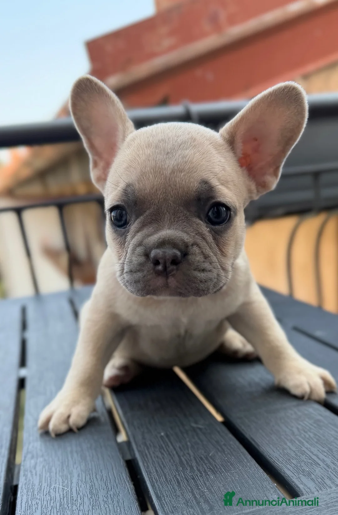 Bulldog Francese cani in vendita: Bulldog Francese Lilac Fawn - Annuncio 18