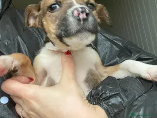 Meticcio cani in regalo: ADOTTACI - Annuncio 1