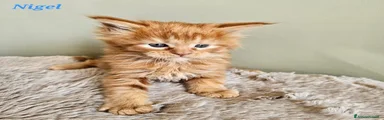 Nigel 