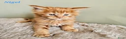 Maine Coon gatti in vendita: Splendidi cuccioli Maine Coon con pedigree - Annuncio 2