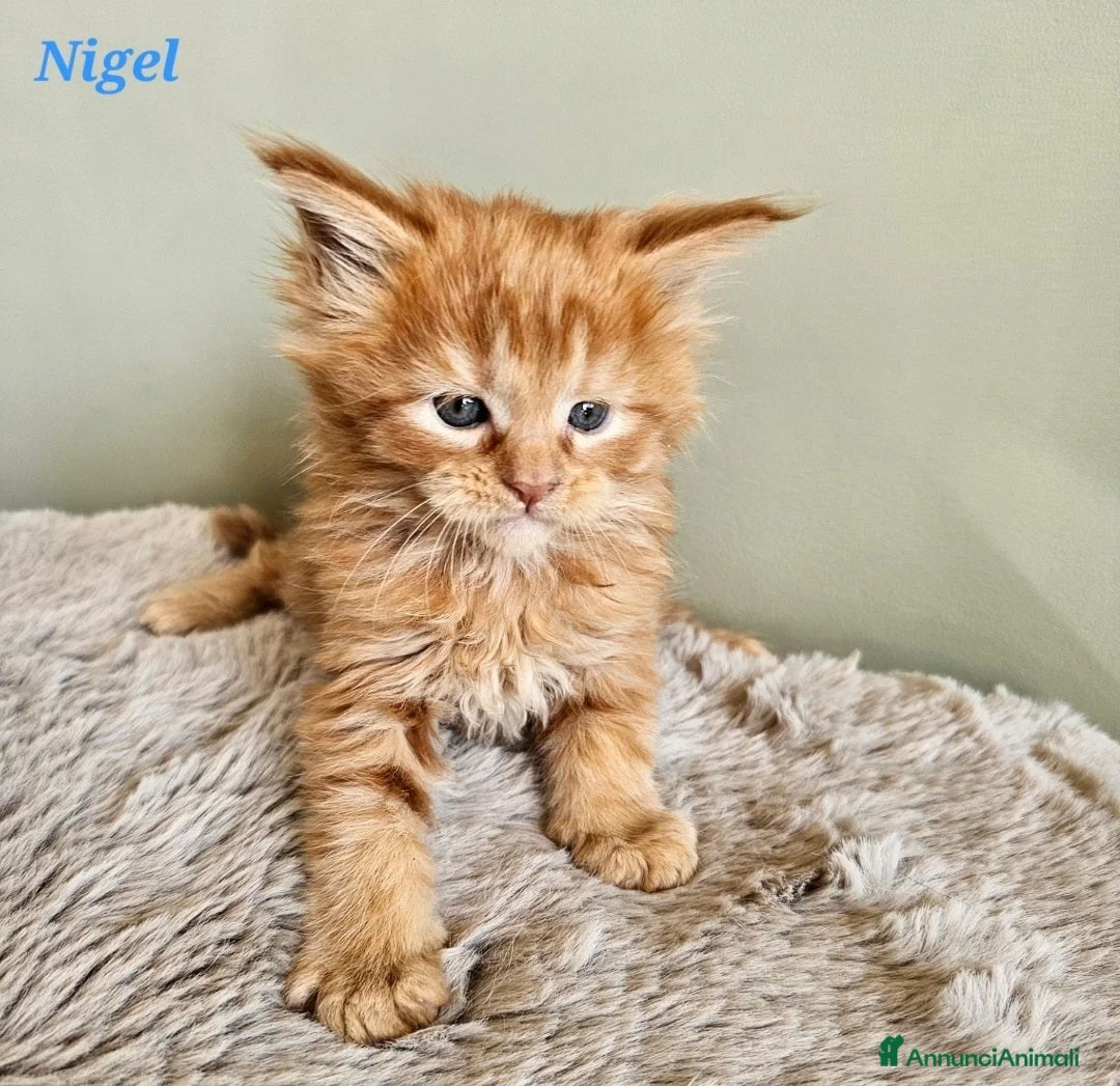 Maine Coon gatti in vendita: Splendidi cuccioli Maine Coon con pedigree - Annuncio 2